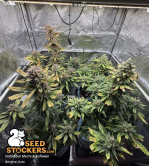 🪴 Forbidden Mochi© | Automatic Hanfsamen | Jetzt shoppen auf Seedstockers.de 🐿️