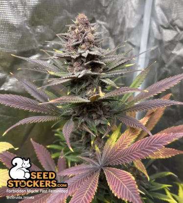 🪴 Forbidden Mochi© Fast | Feminisierte Hanfsamen | Jetzt shoppen auf Seedstockers.de 🐿️