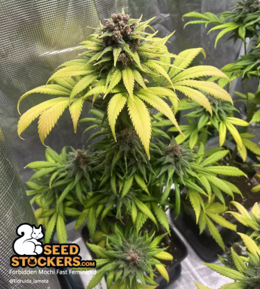 🪴 Forbidden Mochi© Fast | Feminisierte Hanfsamen | Jetzt shoppen auf Seedstockers.de 🐿️
