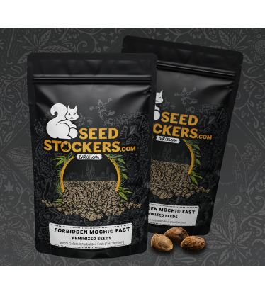 🪴 Forbidden Mochi© Fast | Feminisierte Hanfsamen | Jetzt shoppen auf Seedstockers.de 🐿️