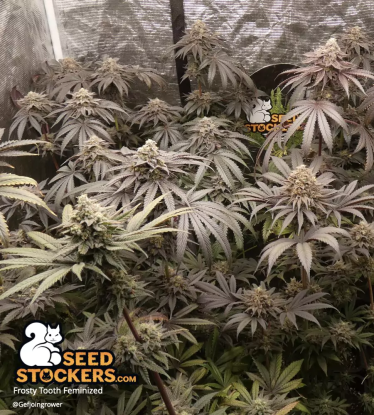 🪴 Frosty Tooth© | Feminisierte Hanfsamen | Jetzt shoppen auf Seedstockers.de 🐿️