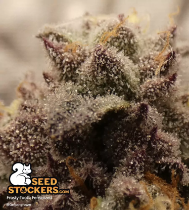 🪴 Frosty Tooth© | Feminisierte Hanfsamen | Jetzt shoppen auf Seedstockers.de 🐿️
