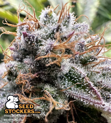 🪴 Frosty Tooth© | Feminisierte Hanfsamen | Jetzt shoppen auf Seedstockers.de 🐿️