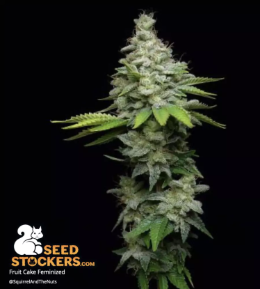🪴 Fruit Cake© | Feminisierte Hanfsamen | Jetzt shoppen auf Seedstockers.de 🐿️