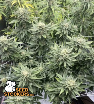 🪴 Fruit Cake© | Feminisierte Hanfsamen | Jetzt shoppen auf Seedstockers.de 🐿️