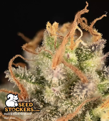 🪴 Mack and Crack© | Feminisierte Hanfsamen | Jetzt shoppen auf Seedstockers.de 🐿️