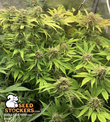 🪴 Mack and Crack© | Feminisierte Hanfsamen | Jetzt shoppen auf Seedstockers.de 🐿️