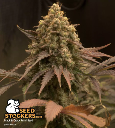 🪴 Mack and Crack© | Feminisierte Hanfsamen | Jetzt shoppen auf Seedstockers.de 🐿️