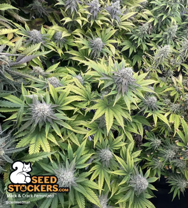 🪴 Mack and Crack© | Feminisierte Hanfsamen | Jetzt shoppen auf Seedstockers.de 🐿️