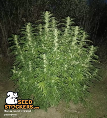 🪴 Mack and Crack© | Feminisierte Hanfsamen | Jetzt shoppen auf Seedstockers.de 🐿️