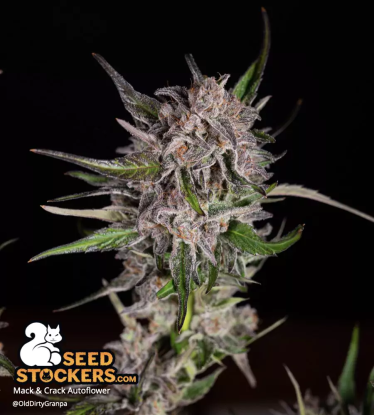🪴 Mack and Crack© | Automatic Hanfsamen | Jetzt shoppen auf Seedstockers.de 🐿️