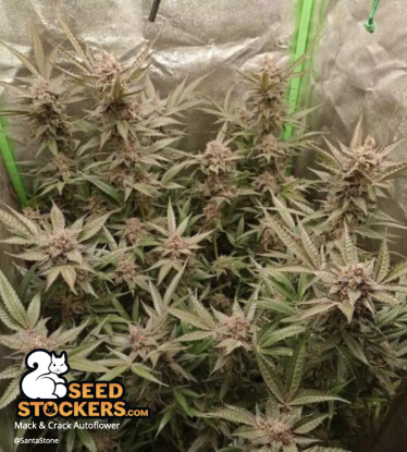 🪴 Mack and Crack© | Automatic Hanfsamen | Jetzt shoppen auf Seedstockers.de 🐿️