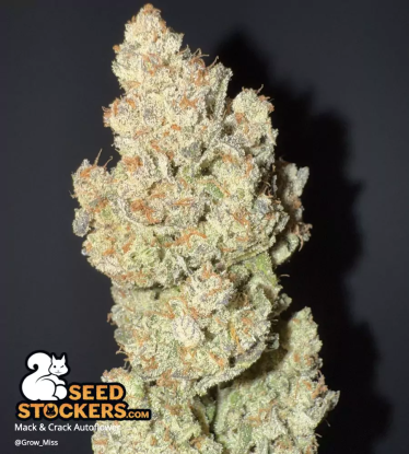 🪴 Mack and Crack© | Automatic Hanfsamen | Jetzt shoppen auf Seedstockers.de 🐿️