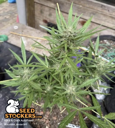 🪴 Mack and Crack© | Automatic Hanfsamen | Jetzt shoppen auf Seedstockers.de 🐿️