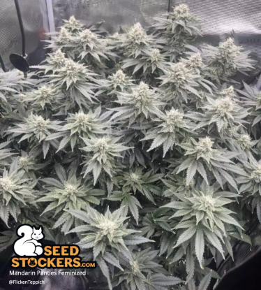 🪴 Mandarin Panties© | Feminisierte Hanfsamen | Jetzt shoppen auf Seedstockers.de 🐿️