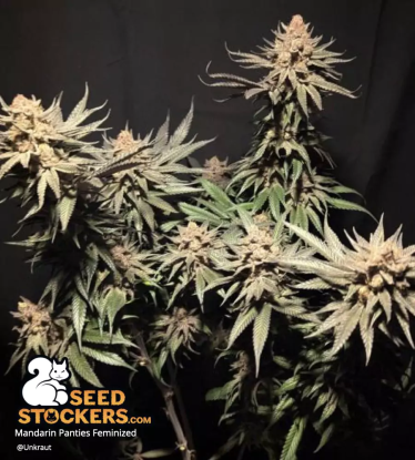 🪴 Mandarin Panties© | Feminisierte Hanfsamen | Jetzt shoppen auf Seedstockers.de 🐿️