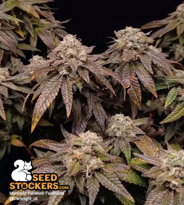🪴 Mandarin Panties© | Feminisierte Hanfsamen | Jetzt shoppen auf Seedstockers.de 🐿️