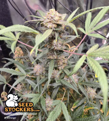 🪴 Mandarin Panties© | Automatic Hanfsamen | Jetzt shoppen auf Seedstockers.de 🐿️