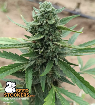 🪴 Panty Punch© | Feminisierte Hanfsamen | Jetzt shoppen auf Seedstockers.de 🐿️