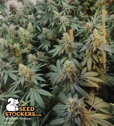 🪴 Panty Punch© | Feminisierte Hanfsamen | Jetzt shoppen auf Seedstockers.de 🐿️