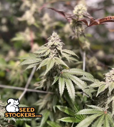 🪴 Panty Punch© | Feminisierte Hanfsamen | Jetzt shoppen auf Seedstockers.de 🐿️