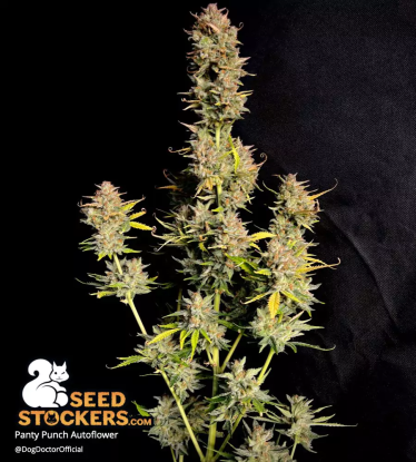 🪴 Panty Punch© | Automatic Hanfsamen | Jetzt shoppen auf Seedstockers.de 🐿️