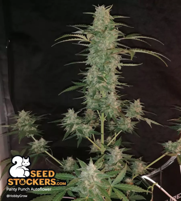 🪴 Panty Punch© | Automatic Hanfsamen | Jetzt shoppen auf Seedstockers.de 🐿️