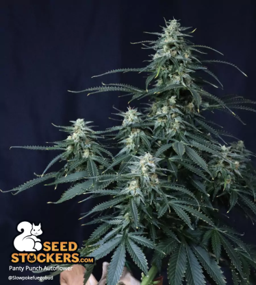 🪴 Panty Punch© | Automatic Hanfsamen | Jetzt shoppen auf Seedstockers.de 🐿️