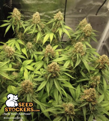 🪴 Panty Punch© | Automatic Hanfsamen | Jetzt shoppen auf Seedstockers.de 🐿️