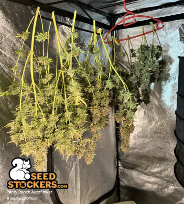 🪴 Panty Punch© | Automatic Hanfsamen | Jetzt shoppen auf Seedstockers.de 🐿️
