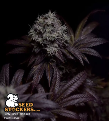 🪴 Panty Punch© | Feminisierte Hanfsamen | Jetzt shoppen auf Seedstockers.de 🐿️