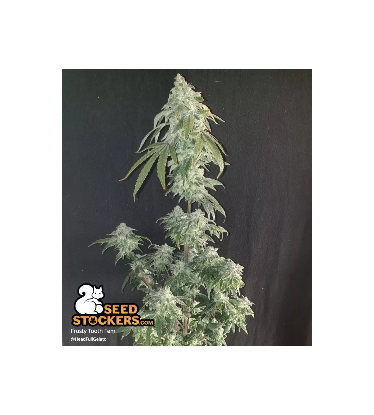 🪴 Frosty Tooth© | Feminisierte Hanfsamen | Jetzt shoppen auf Seedstockers.de 🐿️