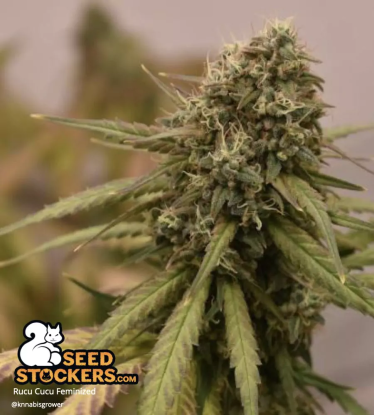 🪴 Rucu Cucu OG© | Feminisierte Hanfsamen | Jetzt shoppen auf Seedstockers.de 🐿️
