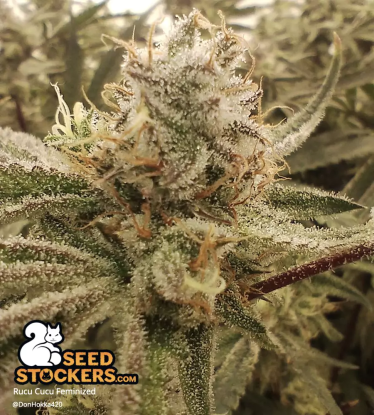 🪴 Rucu Cucu OG© | Feminisierte Hanfsamen | Jetzt shoppen auf Seedstockers.de 🐿️