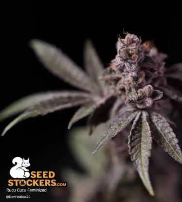 🪴 Rucu Cucu OG© | Feminisierte Hanfsamen | Jetzt shoppen auf Seedstockers.de 🐿️