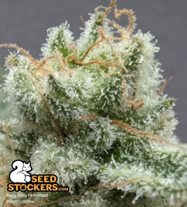 🪴 Rucu Cucu OG© | Feminisierte Hanfsamen | Jetzt shoppen auf Seedstockers.de 🐿️