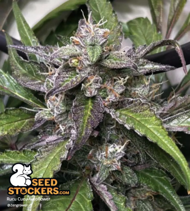 🪴 Rucu Cucu OG© | Automatic Hanfsamen | Jetzt shoppen auf Seedstockers.de 🐿️