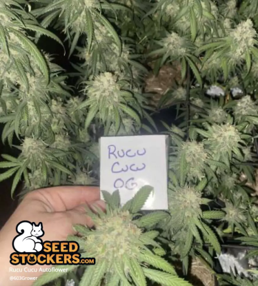 🪴 Rucu Cucu OG© | Automatic Hanfsamen | Jetzt shoppen auf Seedstockers.de 🐿️
