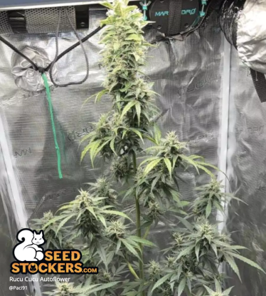 🪴 Rucu Cucu OG© | Automatic Hanfsamen | Jetzt shoppen auf Seedstockers.de 🐿️