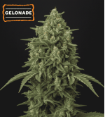 🍋 Gelonade Automatic Hanfsamen | Seedstockers.de 🐿️