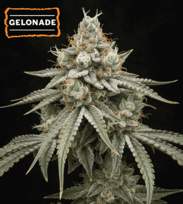 🍋 Gelonade Feminiserte Hanfsamen | Seedstockers.de 🐿️