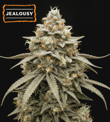 🪴 Jealousy Automatic | Hanfsamen Automatic | Shop bei Seedstockers.de 🐿️