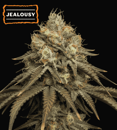 🪴 Jealousy Feminisiert | Feminised Cannabis Samen | Shop bei Seedstockers.de 🐿️