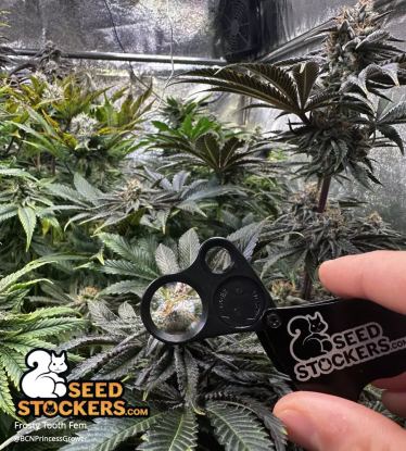 🪴 Frosty Tooth© | Feminisierte Hanfsamen | Jetzt shoppen auf Seedstockers.de 🐿️