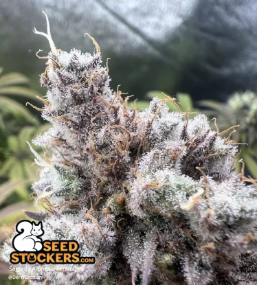 🪴 Sagrada Amnesia© | Feminisierte Hanfsamen | Jetzt shoppen auf Seedstockers.de 🐿️