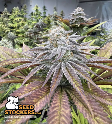🪴 Sagrada Amnesia© | Feminisierte Hanfsamen | Jetzt shoppen auf Seedstockers.de 🐿️