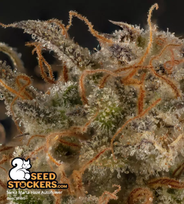 🪴 Santa Marta Haze© | Automatic Hanfsamen | Jetzt shoppen auf Seedstockers.de 🐿️