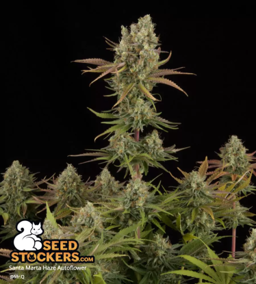 🪴 Santa Marta Haze© | Automatic Hanfsamen | Jetzt shoppen auf Seedstockers.de 🐿️