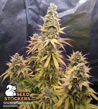 🪴 Santa Marta Haze© | Automatic Hanfsamen | Jetzt shoppen auf Seedstockers.de 🐿️