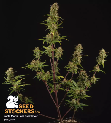 🪴 Santa Marta Haze© | Automatic Hanfsamen | Jetzt shoppen auf Seedstockers.de 🐿️